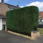 Hedge Management