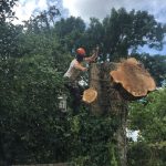 Tree Felling and Dismantling